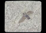 Fossil March Fly (Plecia) - Green River Formation #65096-1